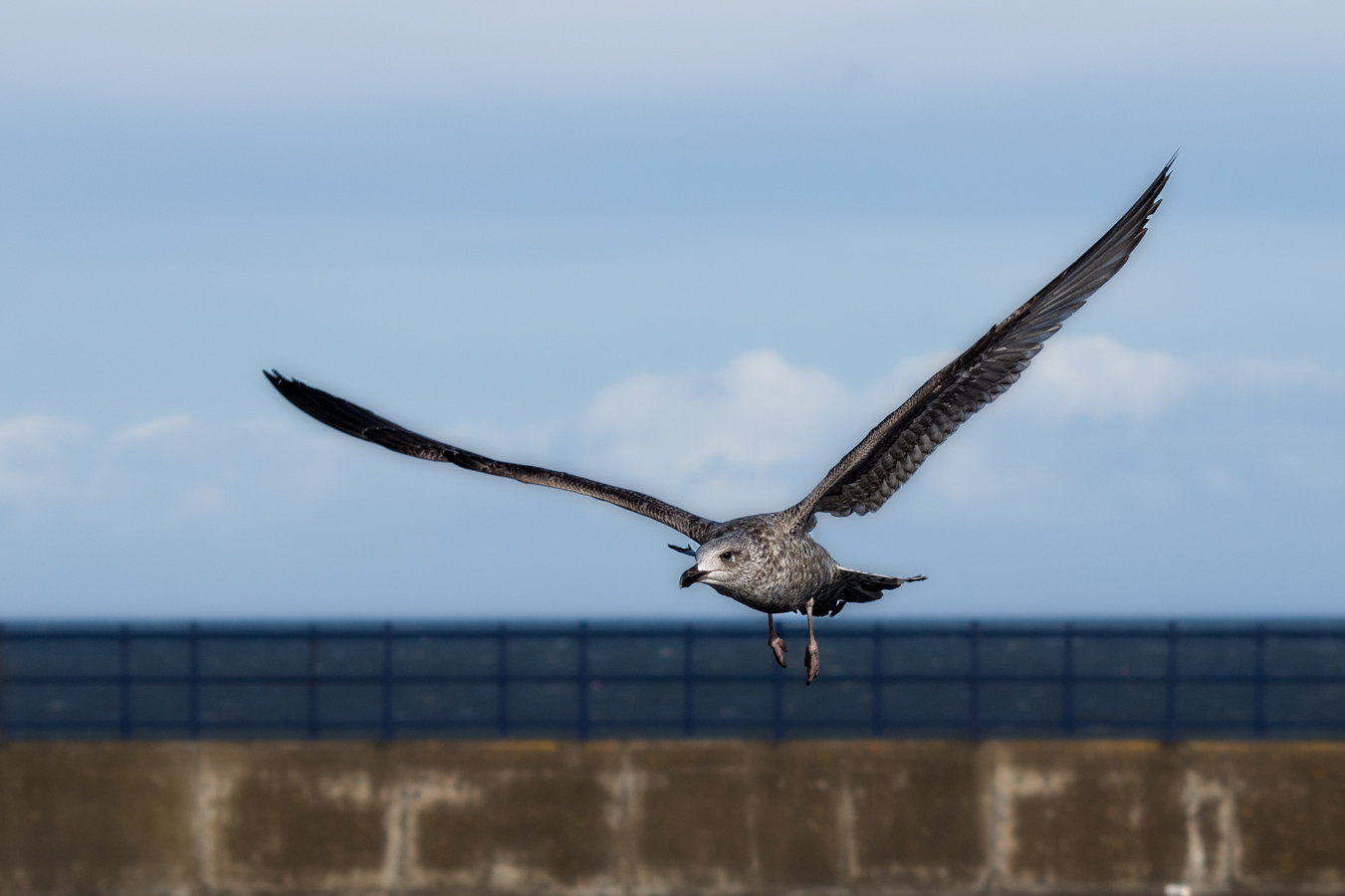Young gull in flight