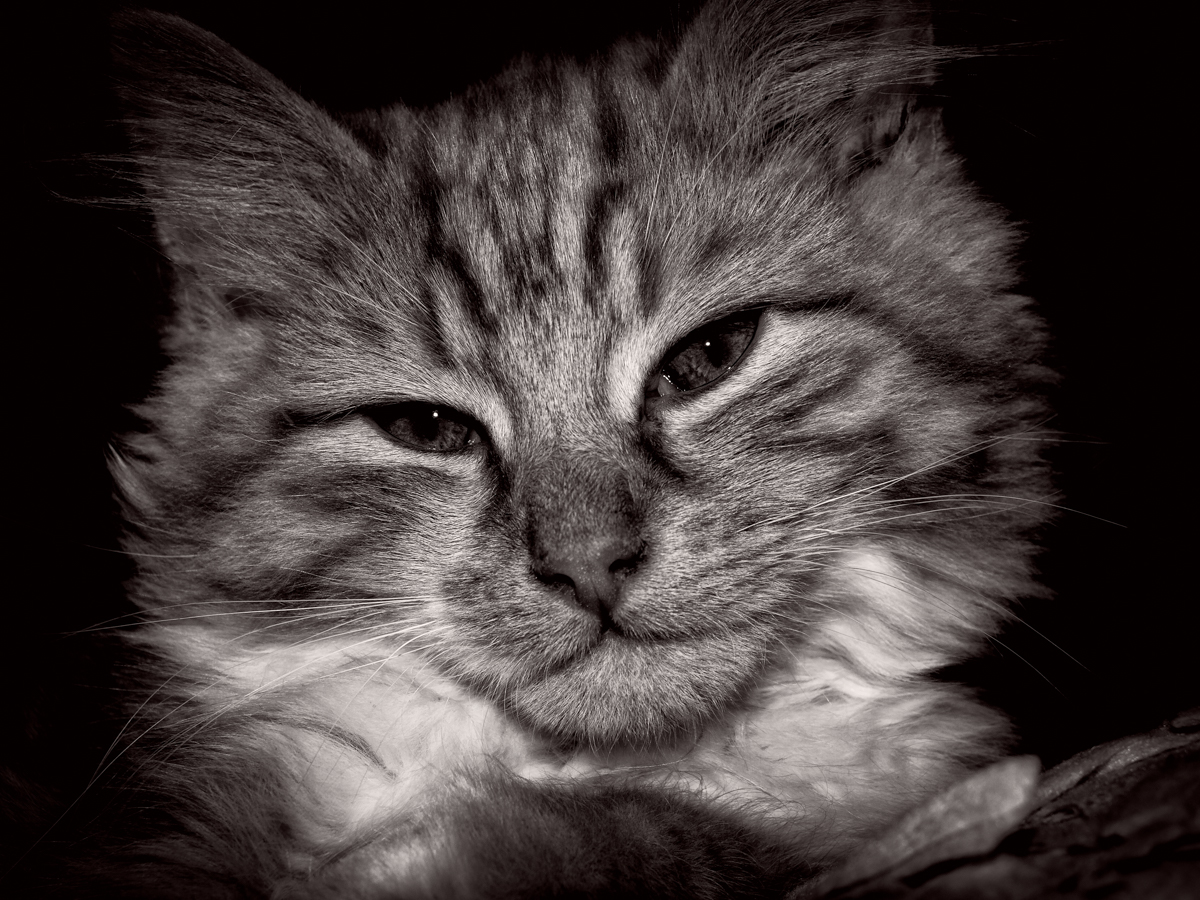 Pet Cat portrait - Photographic services - pets