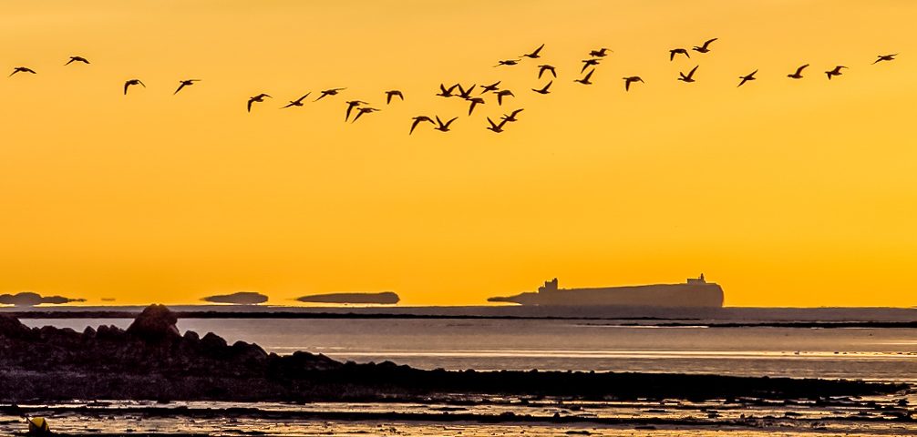 Geese flying at dawn from Holy Island with Inner Farne Island behind. Photographic services include providing images for websites and products