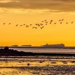 Geese flying at dawn from Holy Island with Inner Farne Island behind. Photographic services include providing images for websites and products