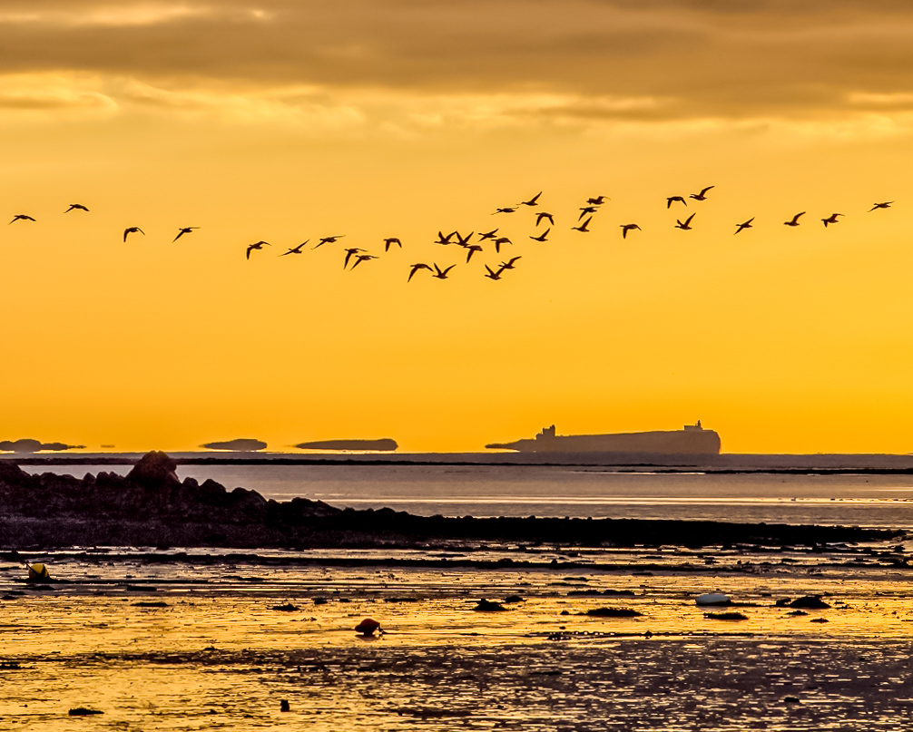 Geese flying at dawn from Holy Island with Inner Farne Island behind. Photographic services include providing images for websites and products
