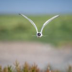 A photo shot on a workshop with a client who had received a gift certificate. It shows an arctic tern hovering over the beach.