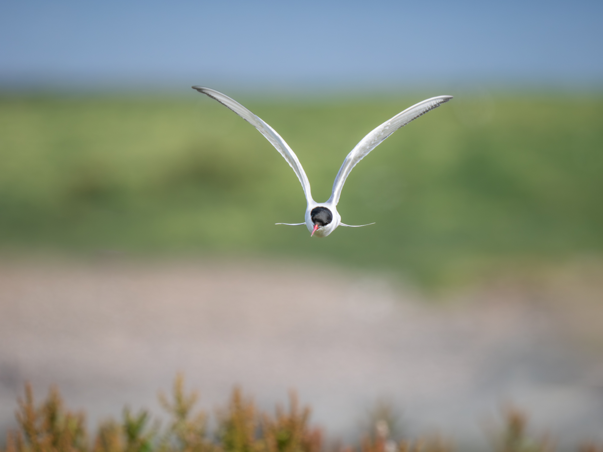 A photo shot on a workshop with a client who had received a gift certificate. It shows an arctic tern hovering over the beach.