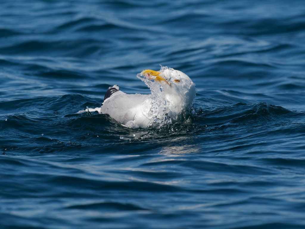 A herring gull washes itself in the blue sea water