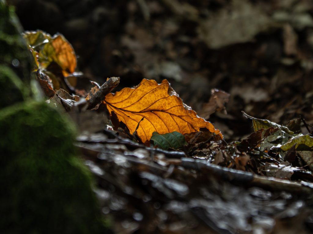 A golden autumnal leaf on a forest floor