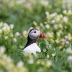 A Puffin pokes its head above the flowers. photographed on a wildlife workshop on the Farne Islands.