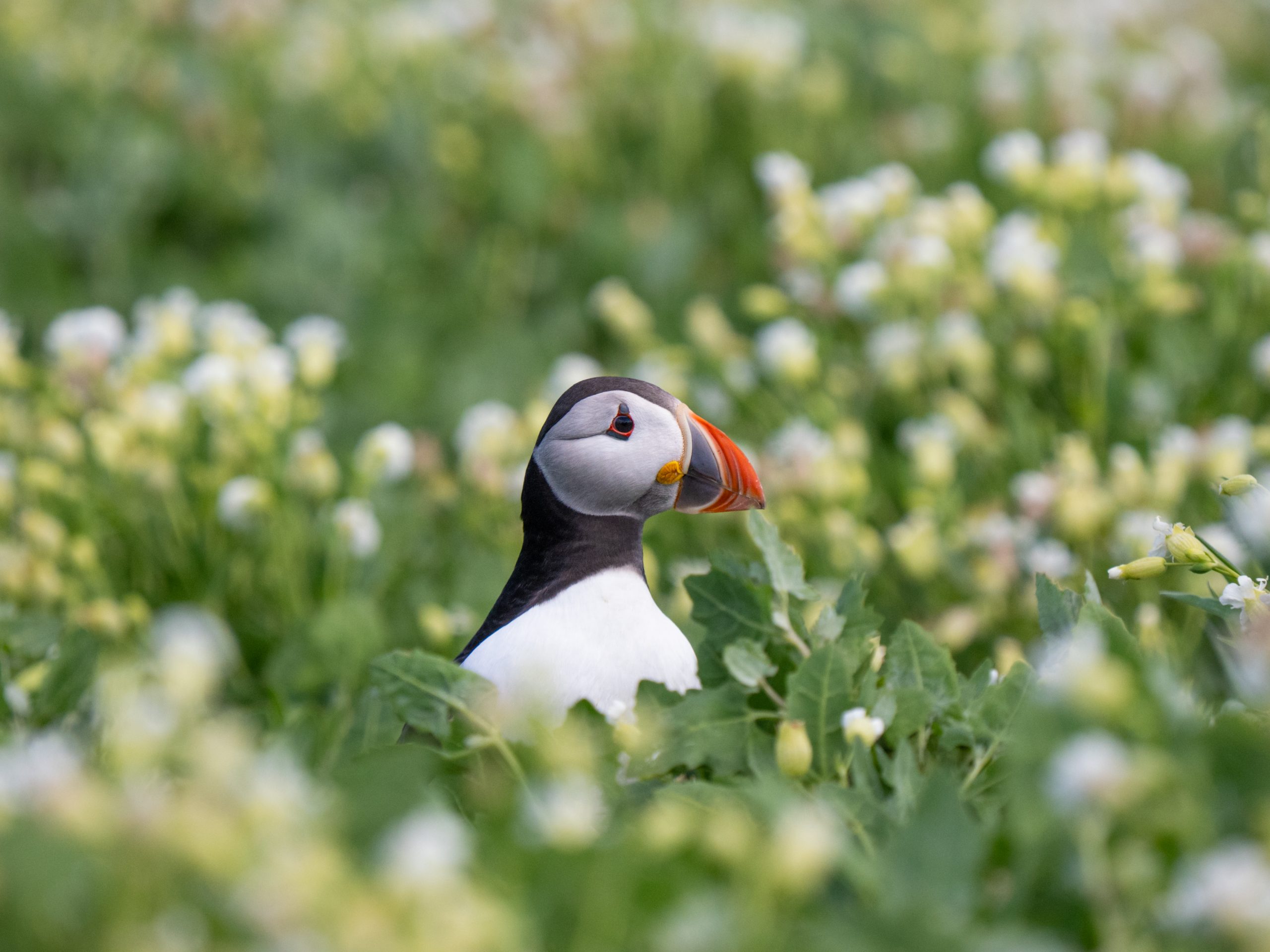 A Puffin pokes its head above the flowers. photographed on a wildlife workshop on the Farne Islands.