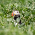 a puffin pokes its head above white campion foliage demonstrating a shallow depth of field