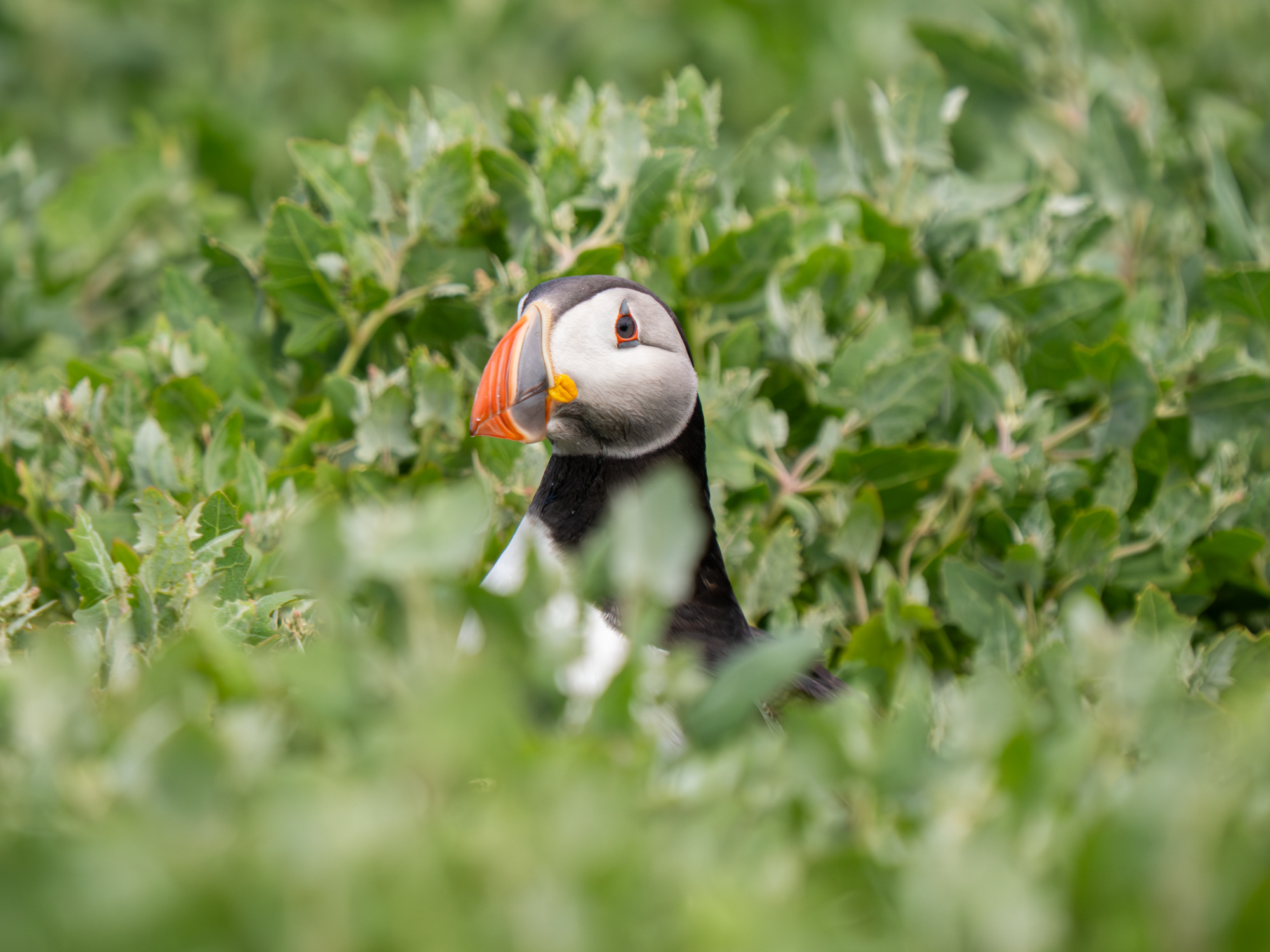 a puffin pokes its head above white campion foliage demonstrating a shallow depth of field