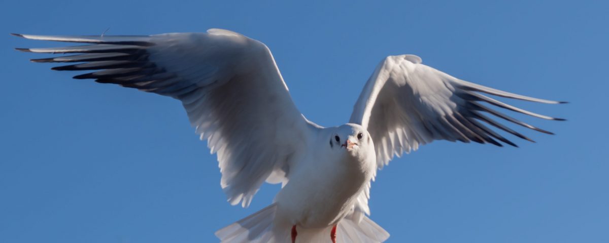 Black headed gull winter plumage
