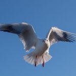 Black headed gull winter plumage