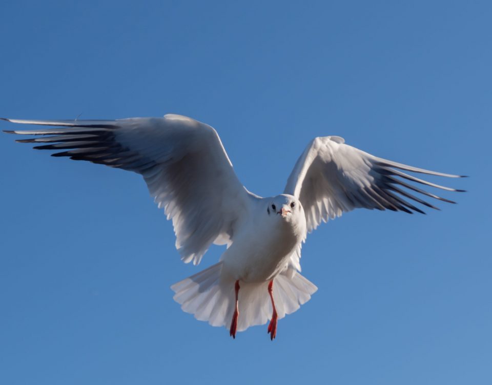Black headed gull winter plumage