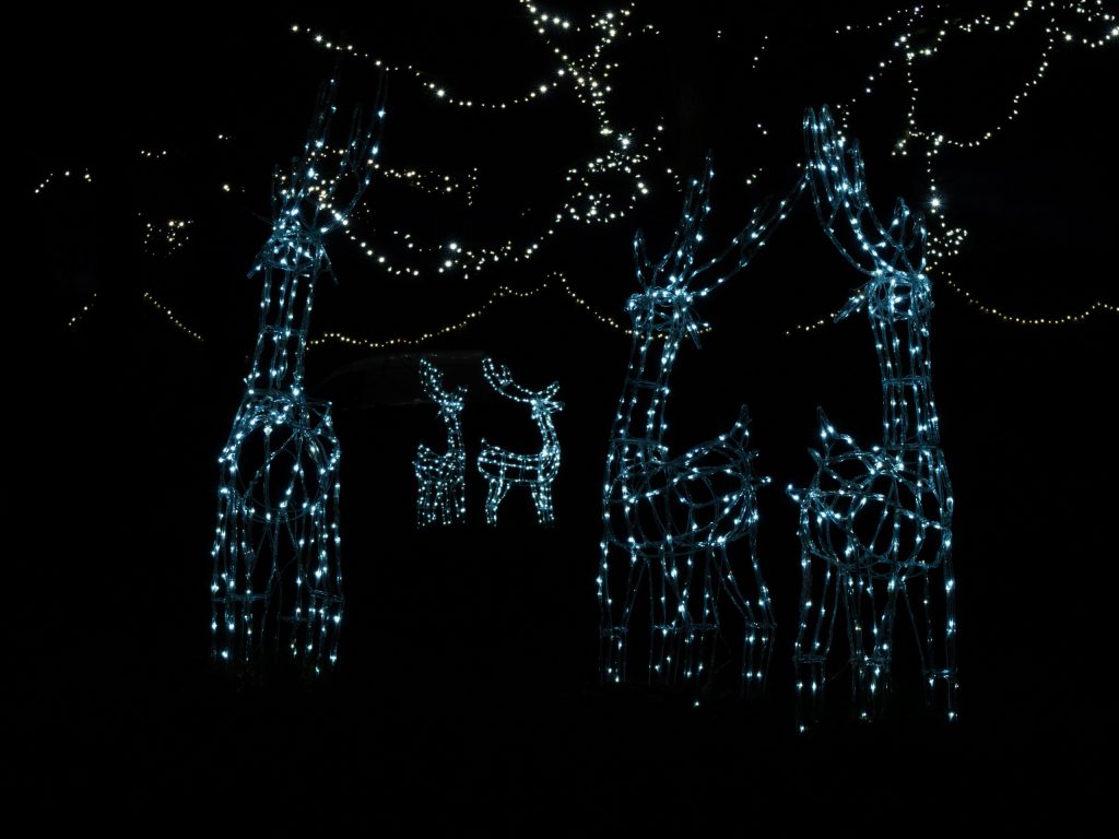 reindeer in lights