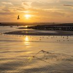 River Coquet estuary at sunset with a gull flying across the scene and gulls on the far shoreline. 4 Eider ducks are swimming towards them. Absolute Beginner workshop skills used to capture this photograph