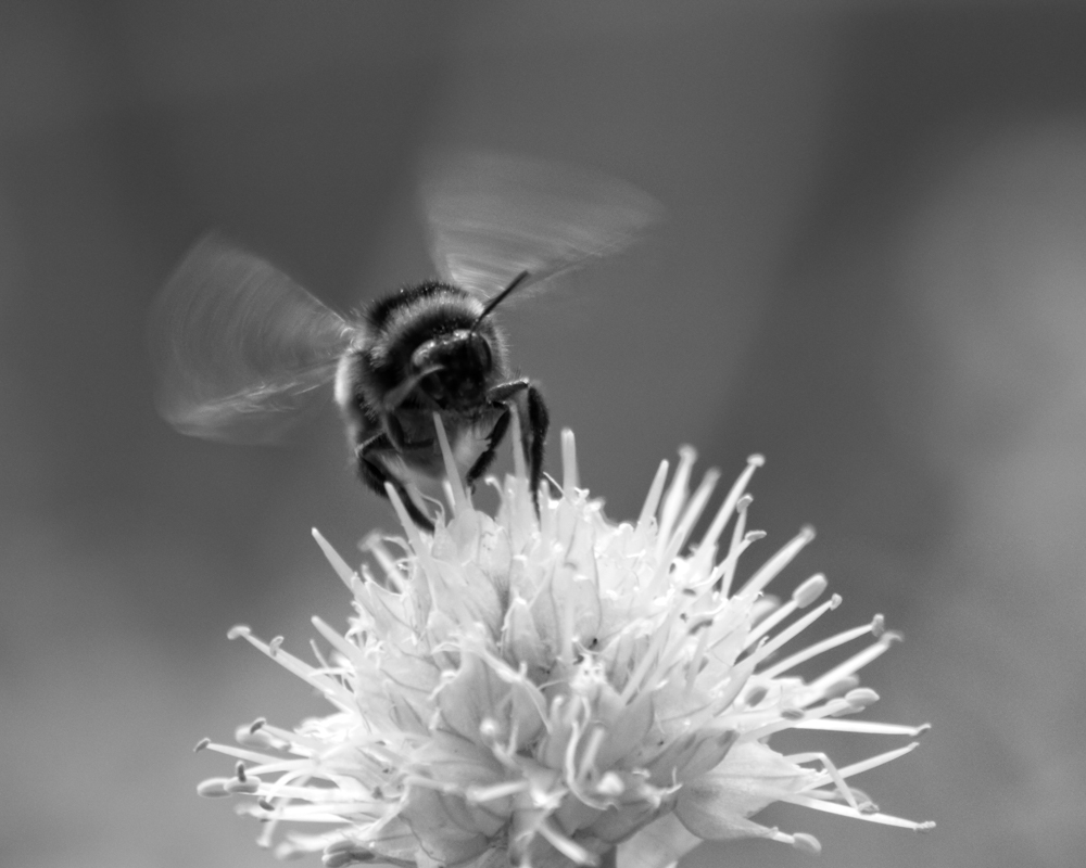 Black and White image of a bumble bee.