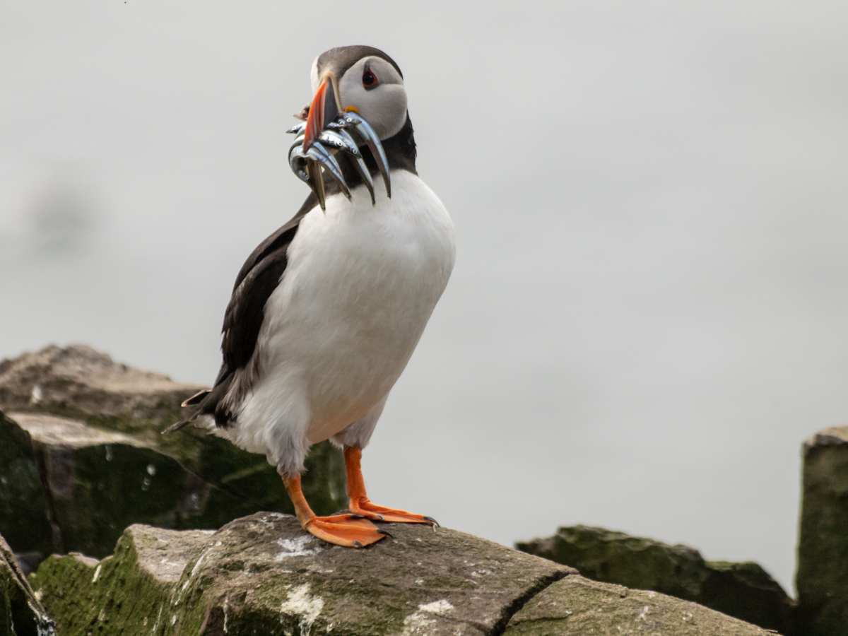 Puffin with sand eels