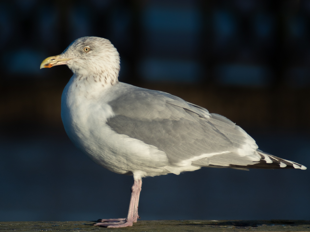 even commonplace birds like this Juvenile Herring Gull make good photographic subjects
