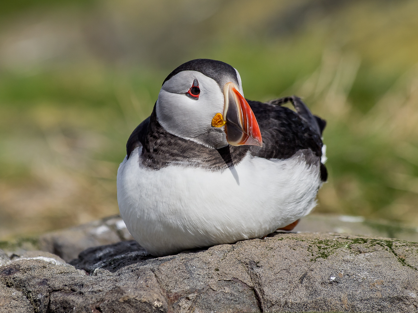 Puffin photographed in the Farne Islands