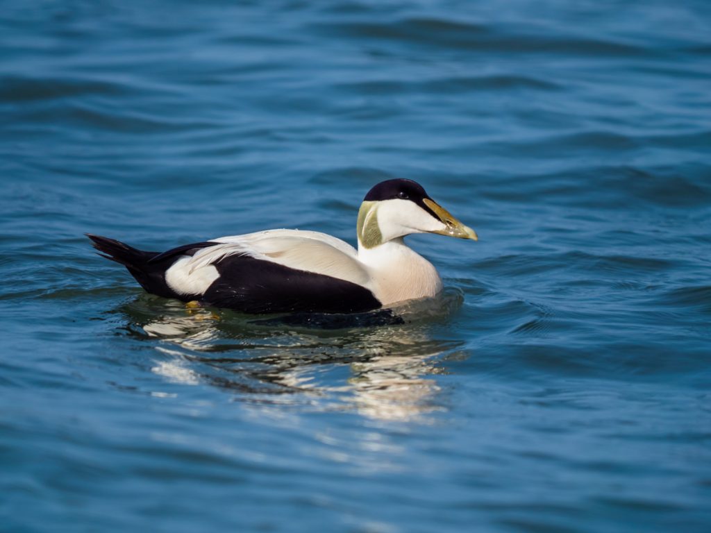 Eider photographed with the Olympus Zuiko 50-200mm 1:2.8-3.5  SWD legacy lens (Four Thirds) mounted on my OM-D E-M1 mark ii