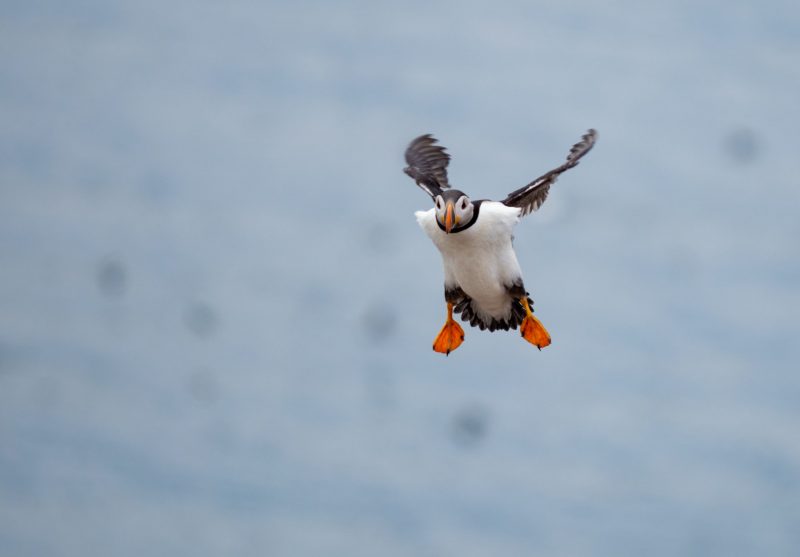 Puffin coming into land