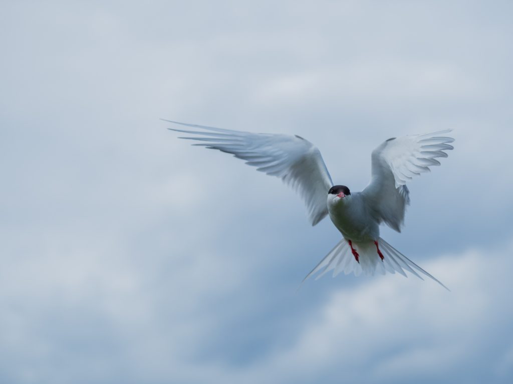 Arctic Tern Flying shot with evaluative metering and exposure compensation. Autofocus points set to a 9-block group.