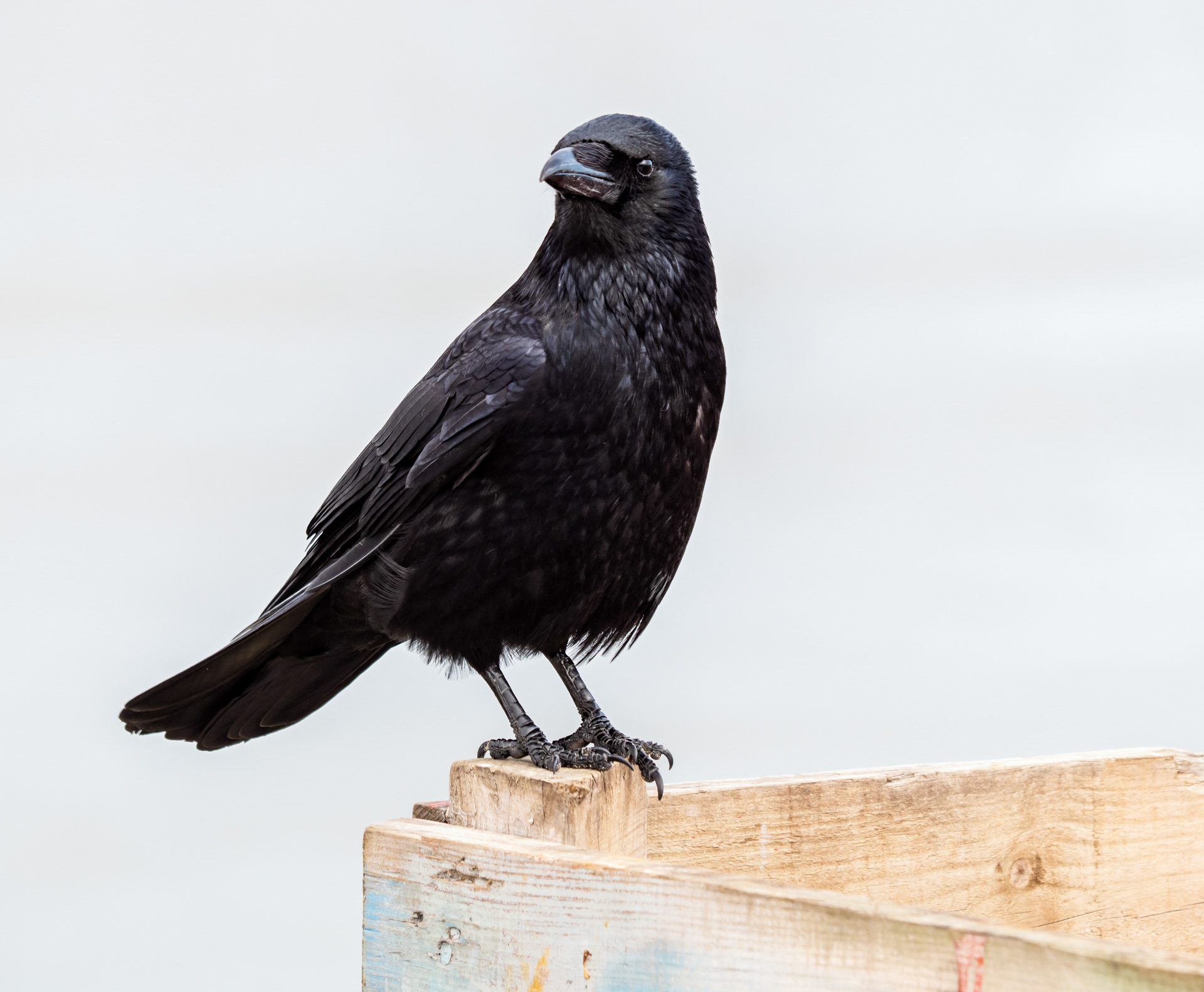 Carrion Crow is one of our commonest birds seen in harbours and along the coast