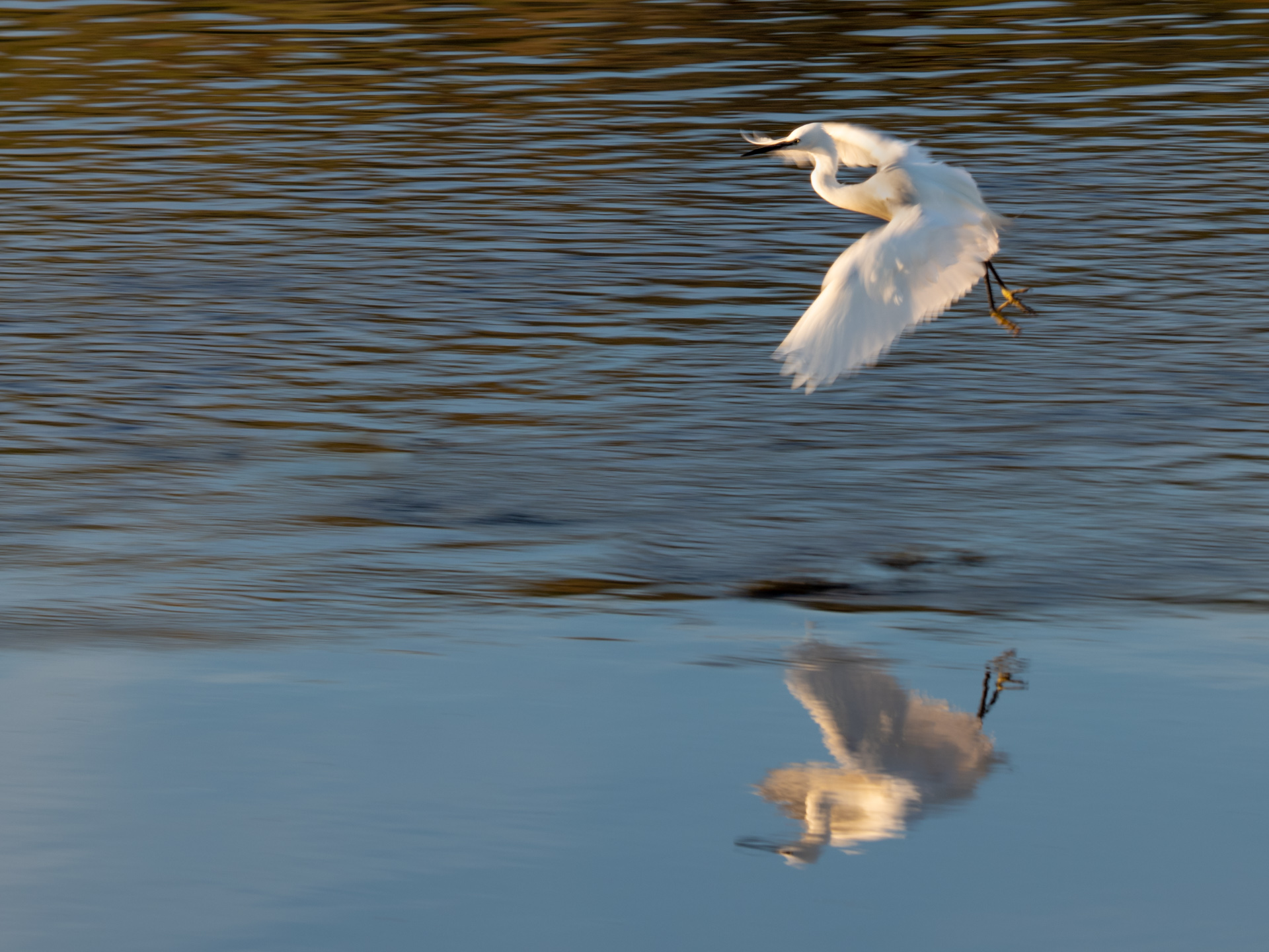 Little Egret flying