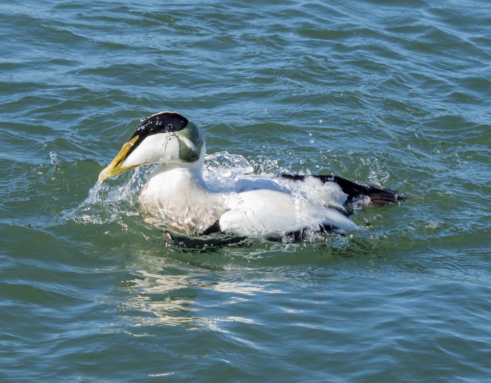 Eider, one of the many birds that can be seen around the coast of Northumberland
