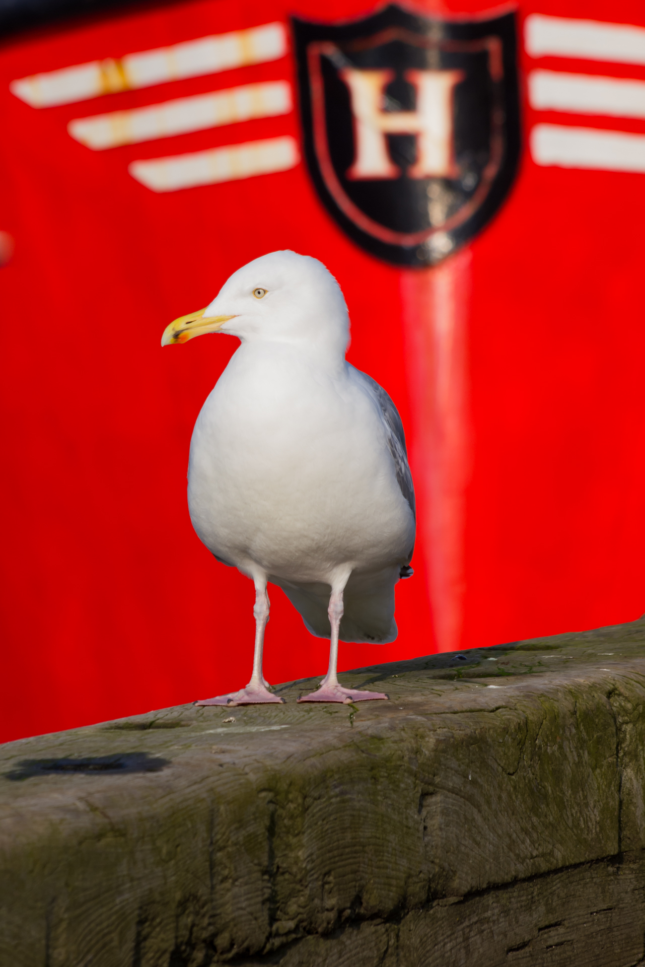 Herring gull in front of a red boat