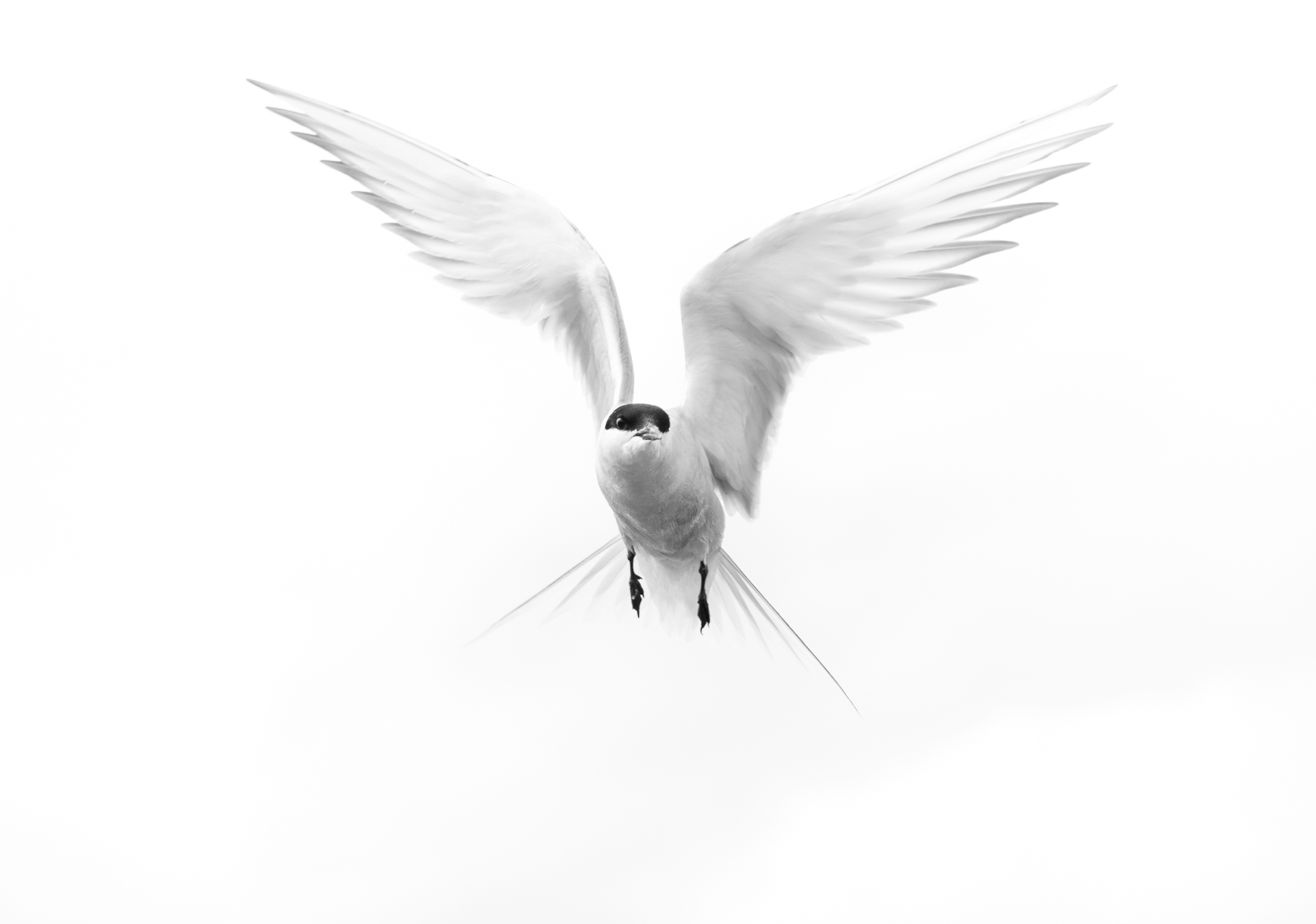 High Key Arctic Tern