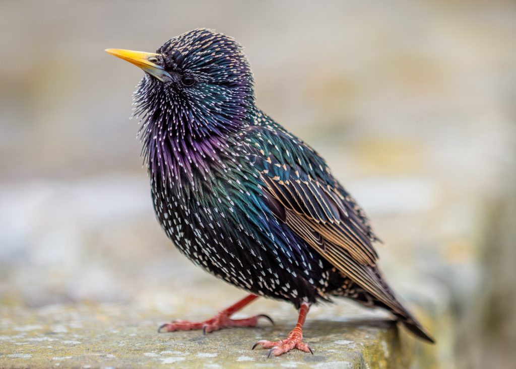 Shallow depth of field image of a starling