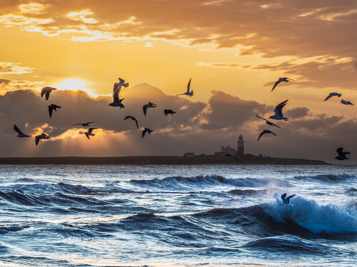 Gulls over the sea at sunrise, and image from Ivor's galleries