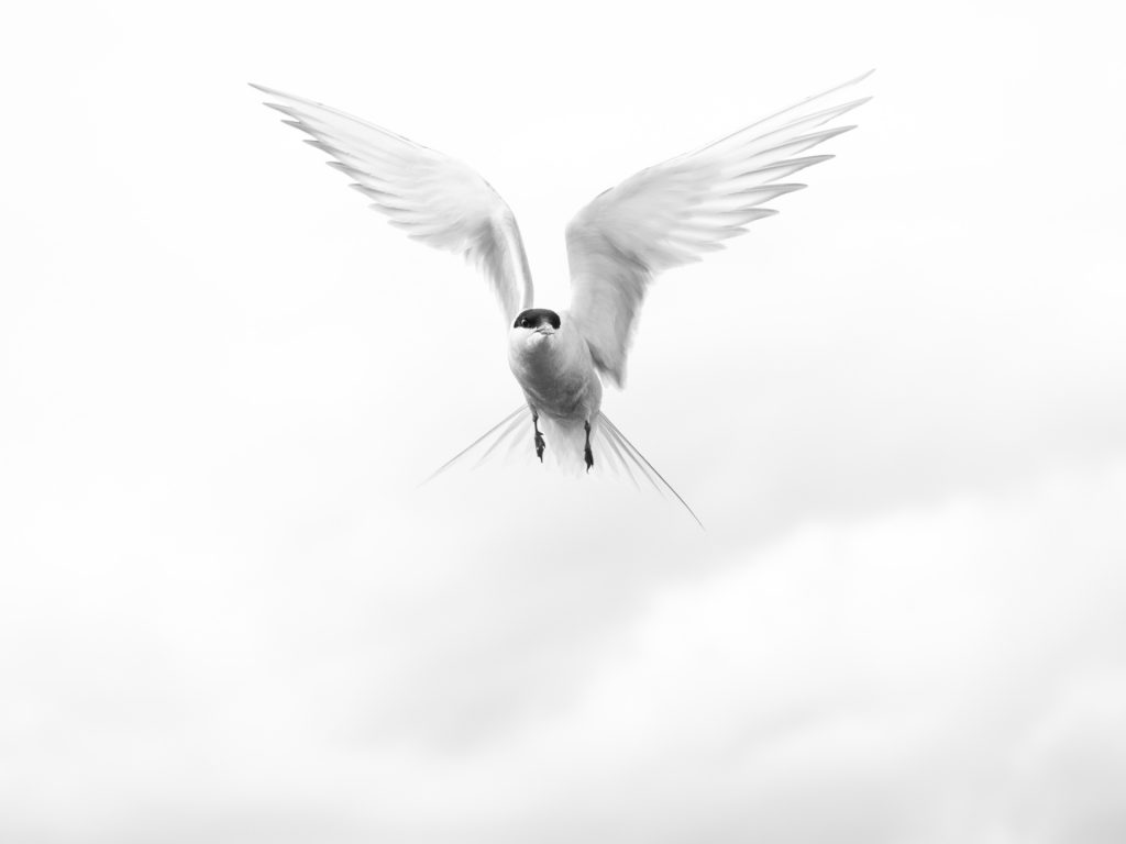 Black and white image of bird in flight