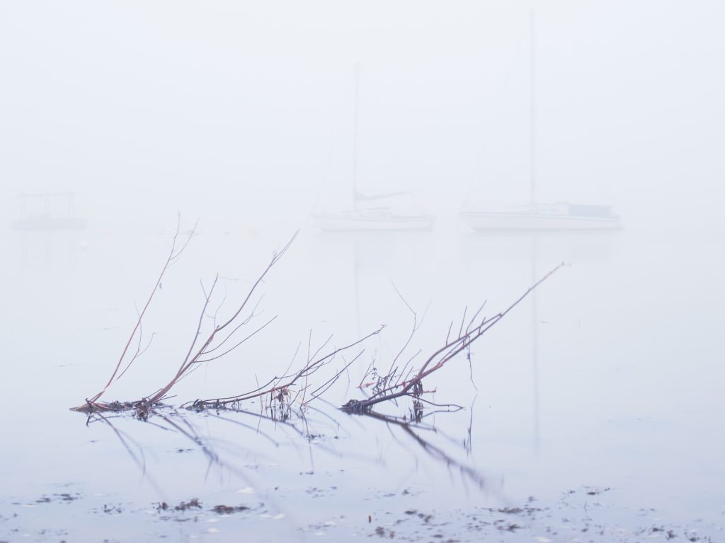 a branch in the water on a foggy morning