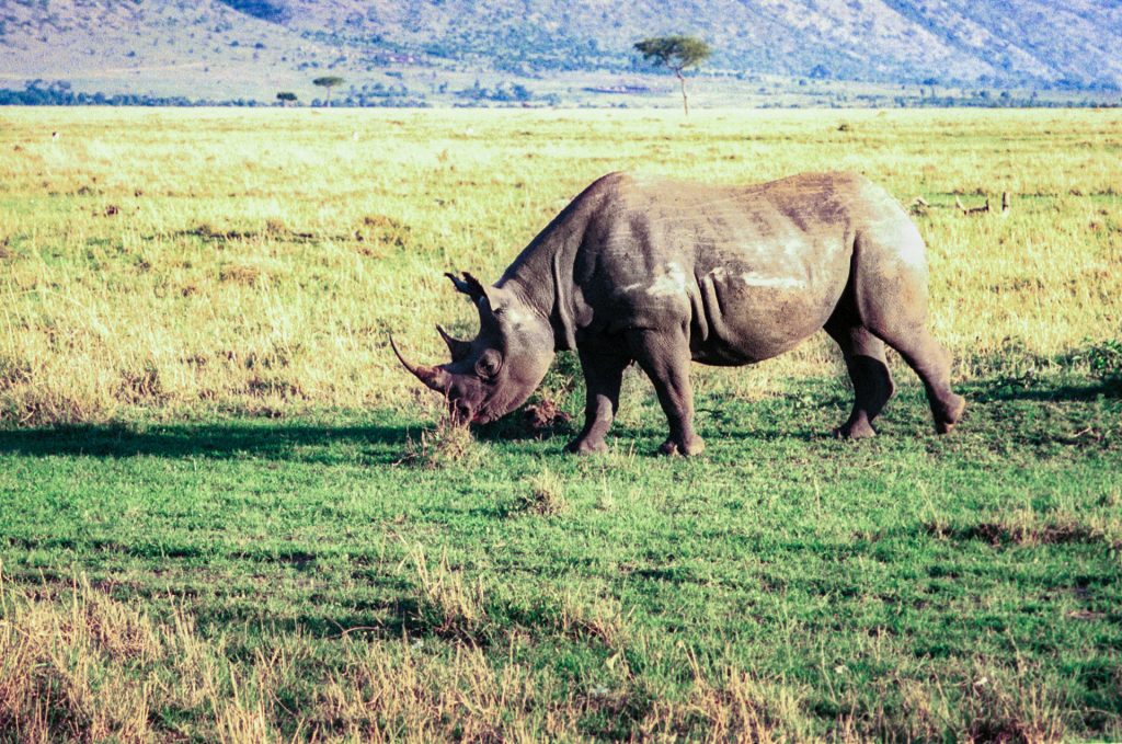Black rhinoceros in the Masai Mara, Kenya, 1999. Olympus Mu II Kodak Gold 400 35mm film.
 Hunted to near extinction with 98% loss by the 1980s, conservation efforts have doubled its numbers to around 5000 today. This is still tiny compared with the 70,000 in the late 1960s and the hundreds of thousands alive in the 1800s. If only people would photograph them instead.
