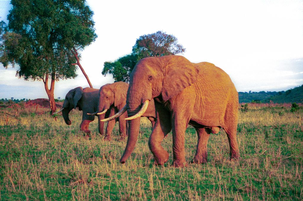 Wild Elephants photographed in the Masai Mara, Kenya. 1999