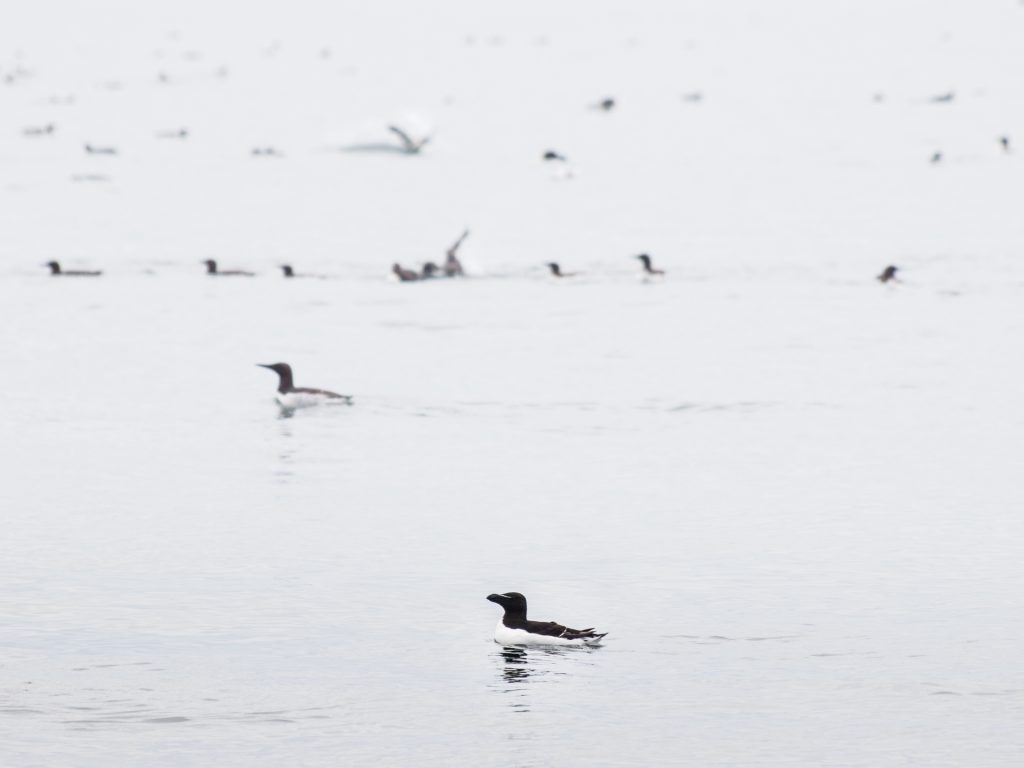 Razorbill shot swimming on the sea with a raft of guillemot and gulls hunting for fish on the calm sea.