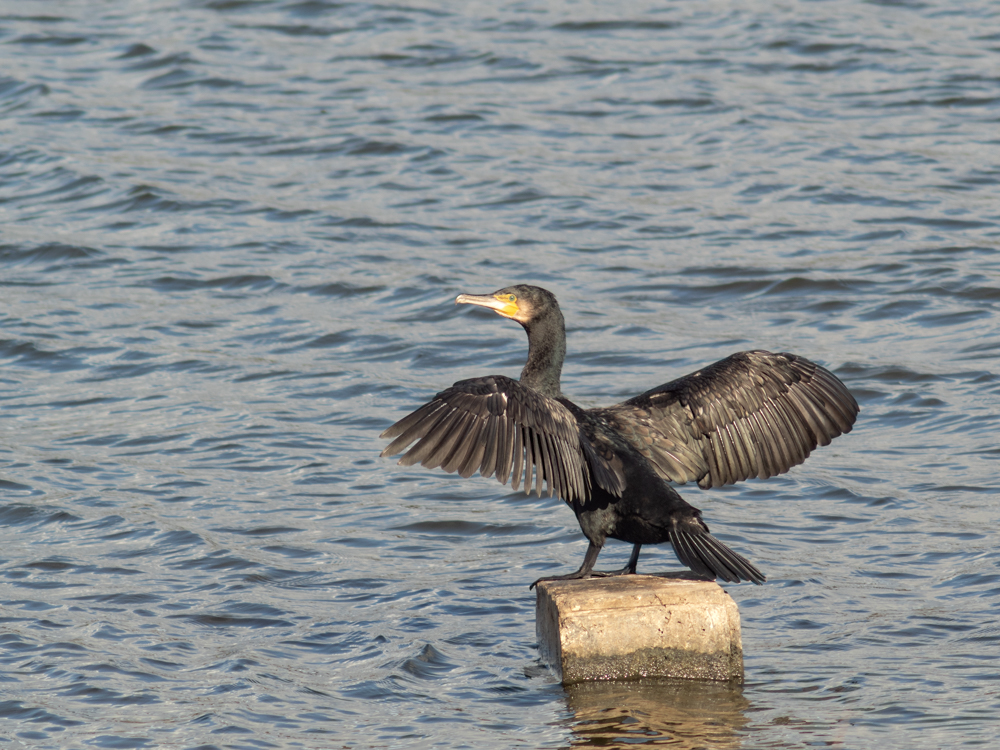 Cormorant drying its wings. An efficient predator that hunts for fish.