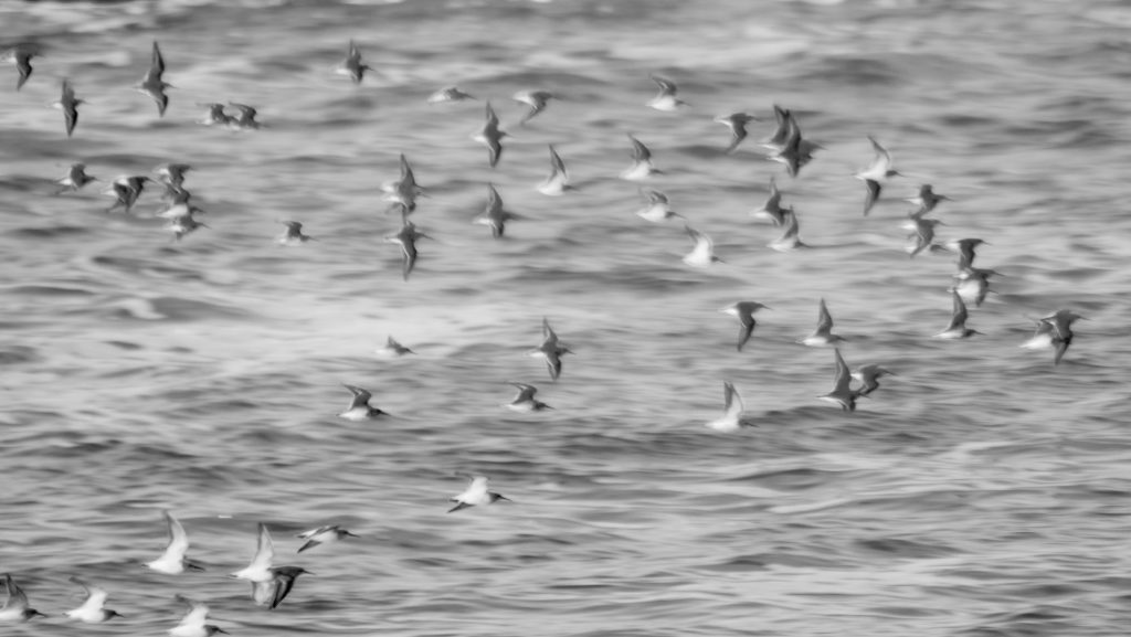 Waders over the sea