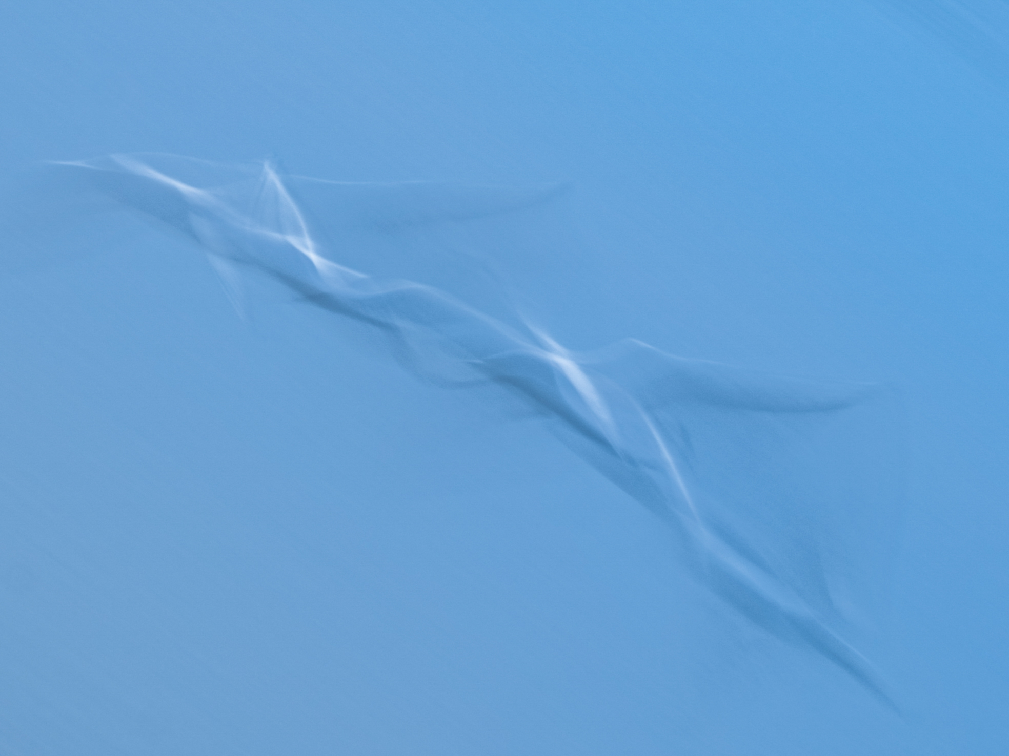 An abstract photo of a flying tern that could be a GCSE, A-level or NVQ subject