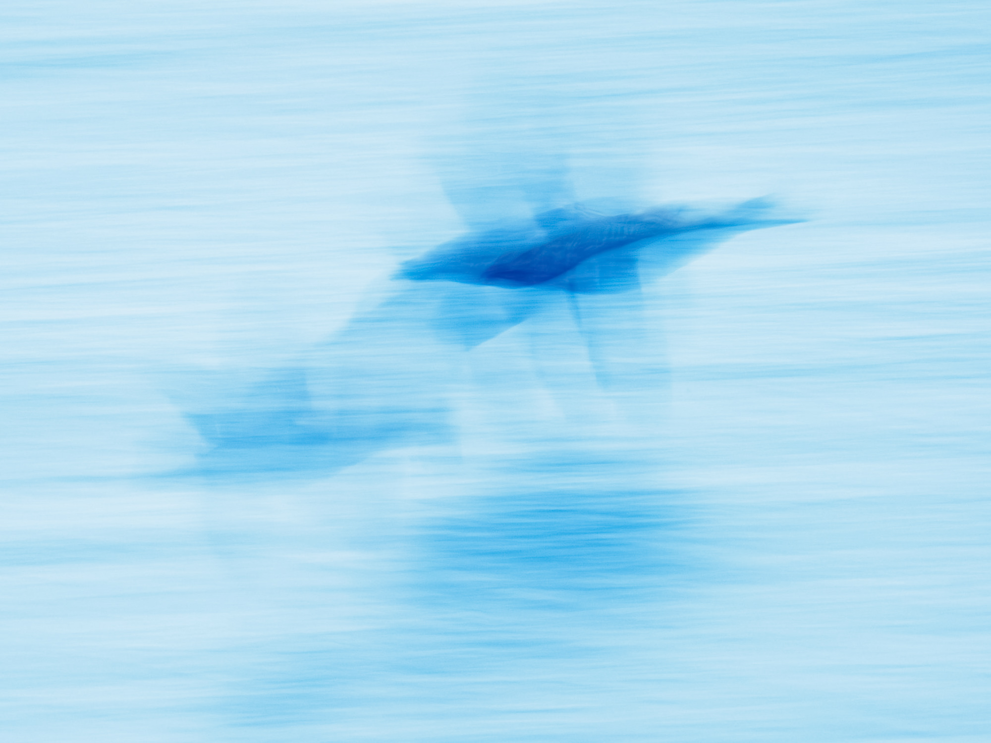 A flying Eider duck, long exposure for a GCSE A level project