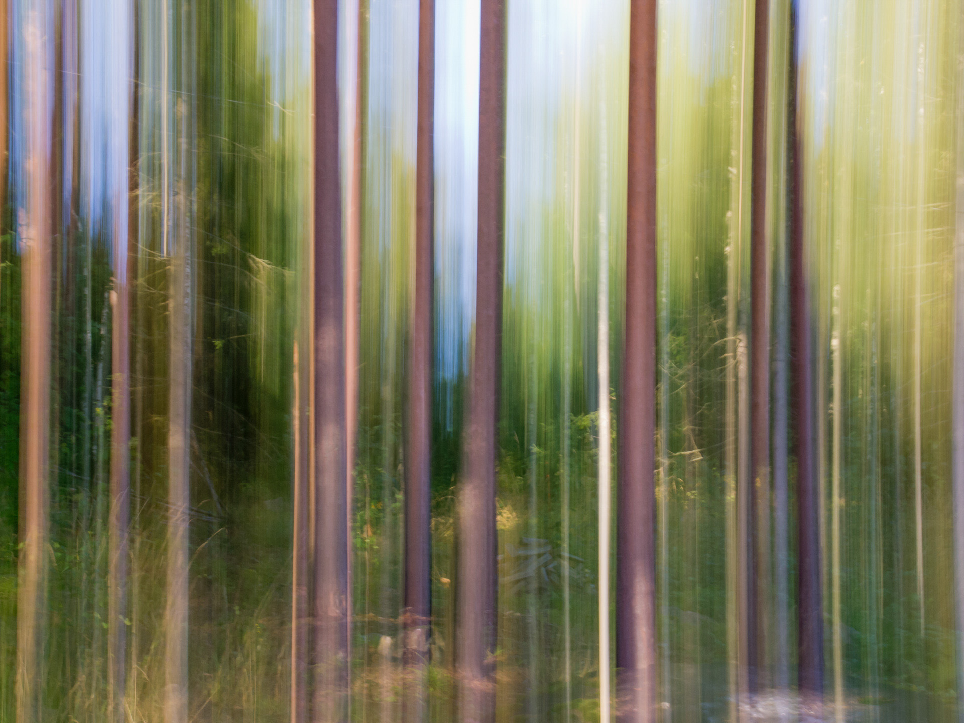 Intentional Camera Movement for part of the exposure of a forest. GCSE