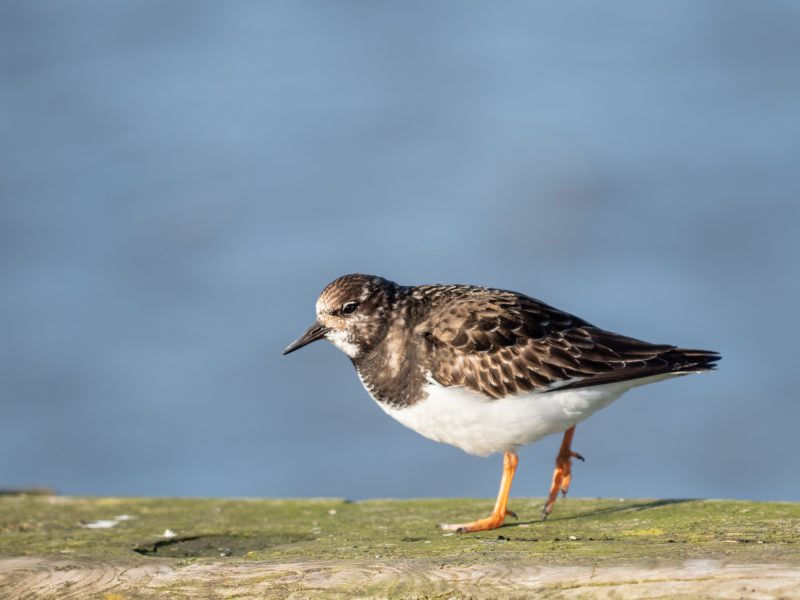 Six Hours refresher training - Turnstone with shallow depth of field