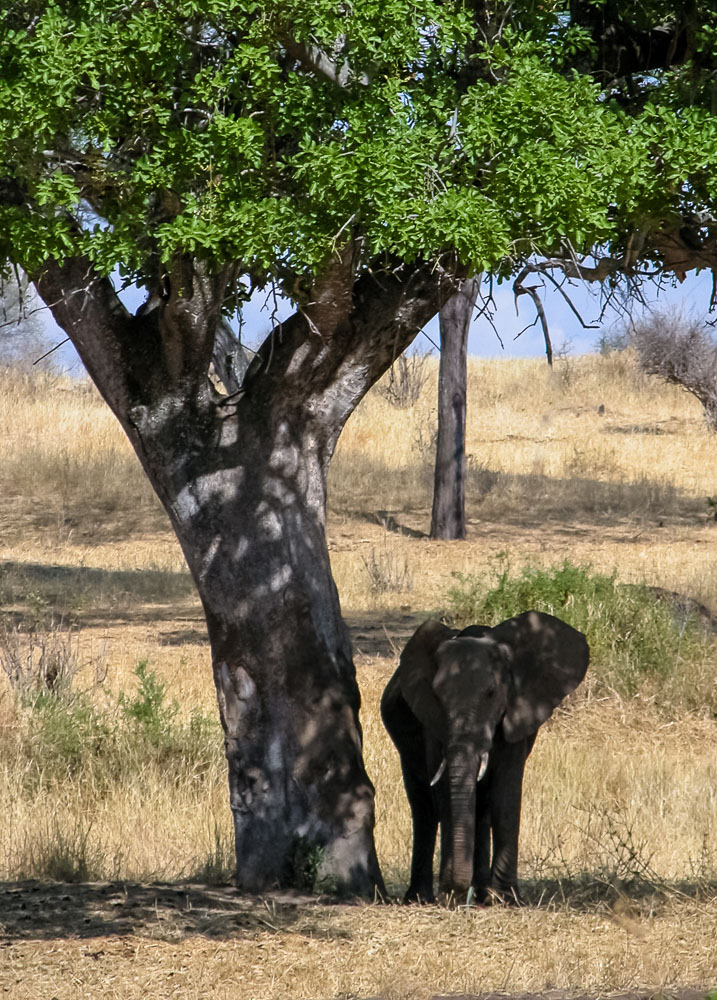 Baby elephant in the shade under a tree