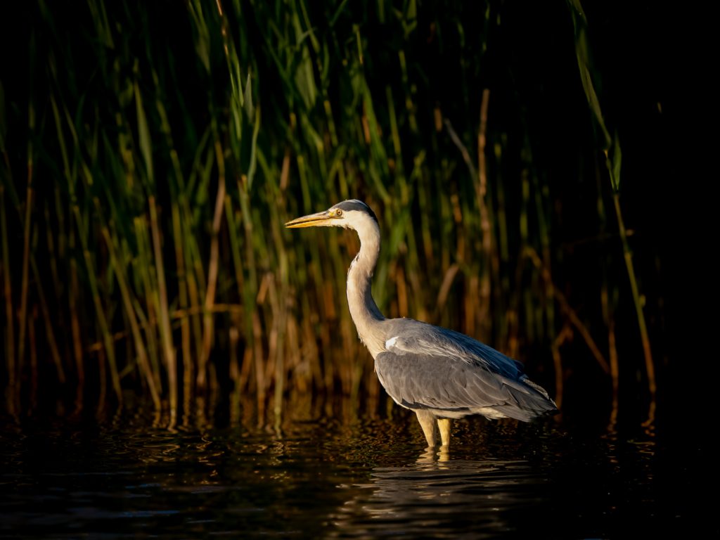 Personal One-to-One Photography Course: A picture of a heron fstanding in the water