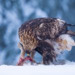 A golden eagle in the snow eats its prey.
