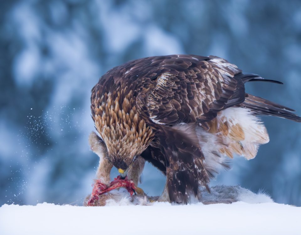 A golden eagle in the snow eats its prey.
