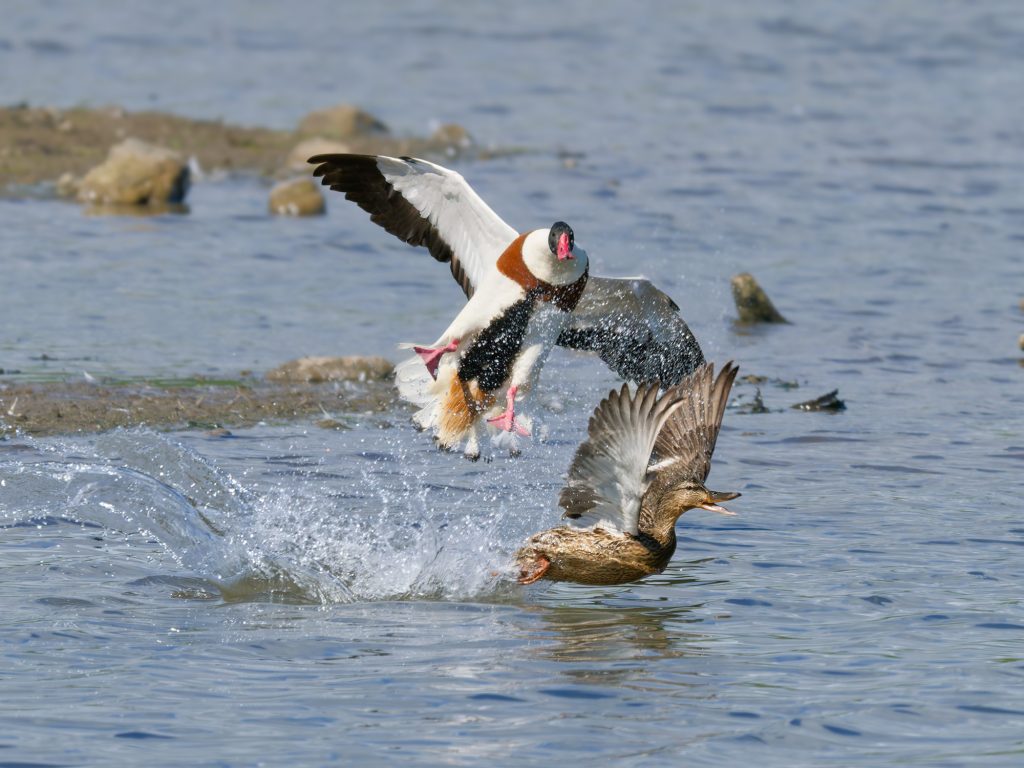 A shell duck bullies a female mallard by trying to land on it. The mallard tries to escape