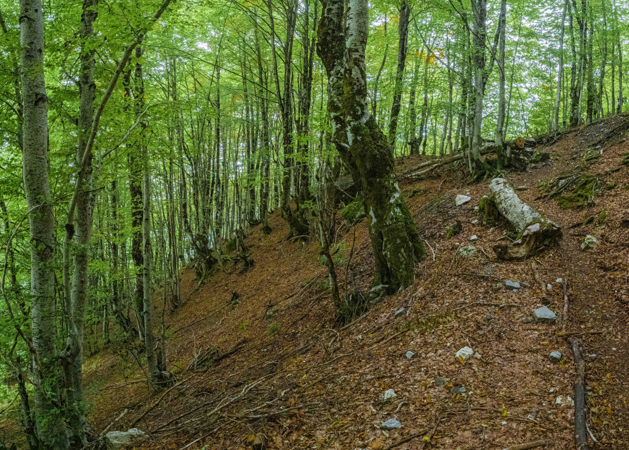 A panoramic image of a birchwood forest