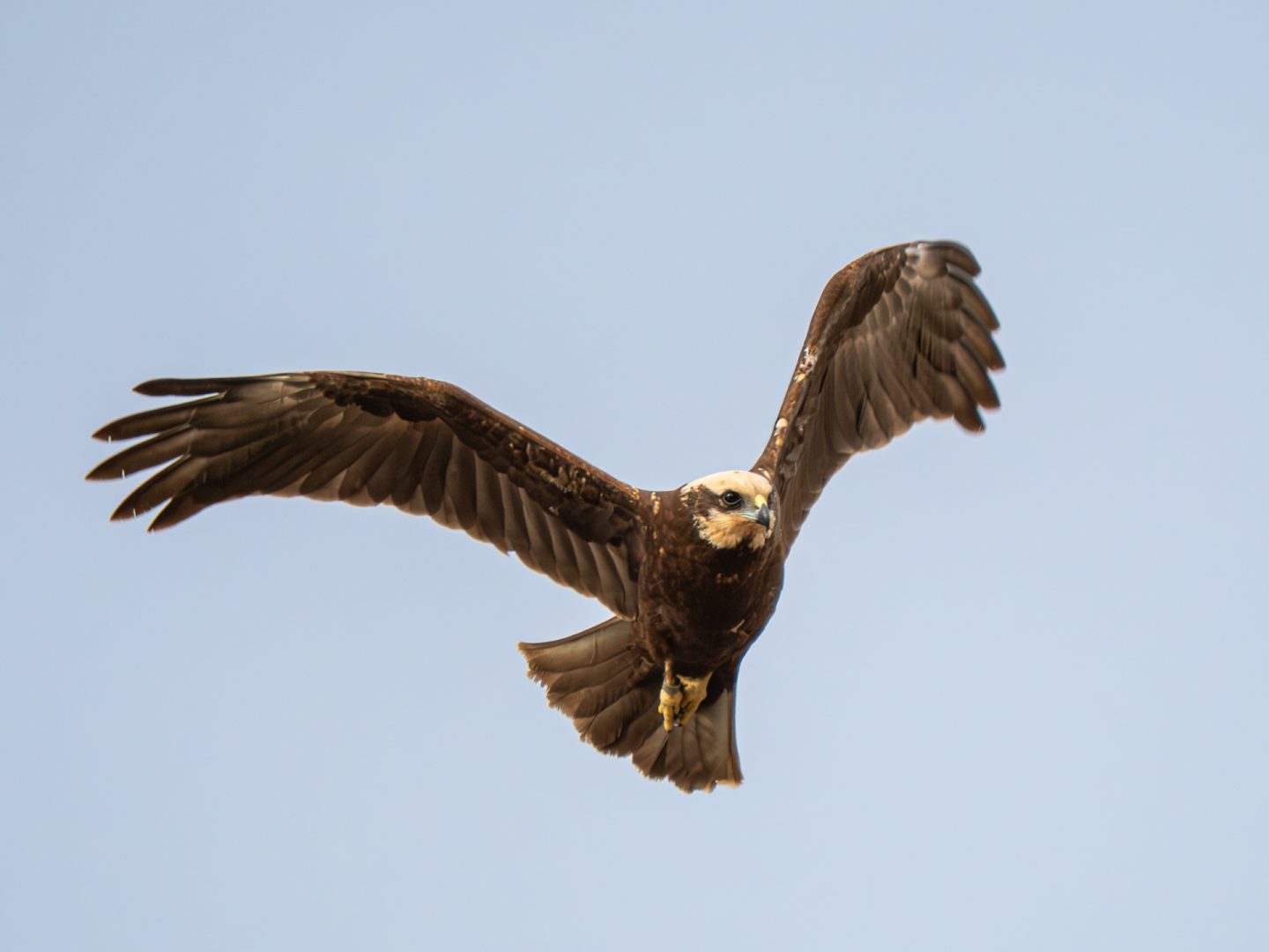Marsh Harrier in flight